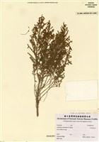 藏品(Aspalathus obtusifolia R.Dahlgren)的圖片